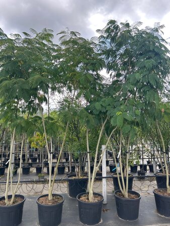 Albizia julibrissin 300-350 cm draadkluit meerstammig - afbeelding 2
