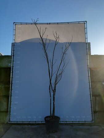 Albizia julibrissin 300-350 cm draadkluit meerstammig