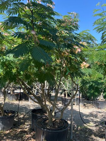 Albizia julibrissin 300-350 cm draadkluit meerstammig - afbeelding 8