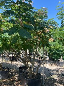 Albizia julibrissin 300-350 cm draadkluit meerstammig - afbeelding 8
