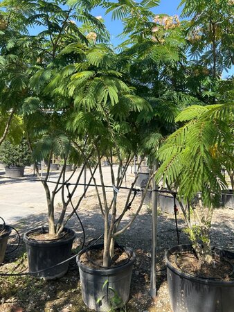 Albizia julibrissin 300-350 cm draadkluit meerstammig - afbeelding 5