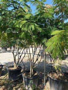 Albizia julibrissin 300-350 cm draadkluit meerstammig - afbeelding 5