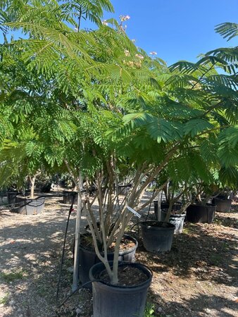 Albizia julibrissin 300-350 cm draadkluit meerstammig - afbeelding 6