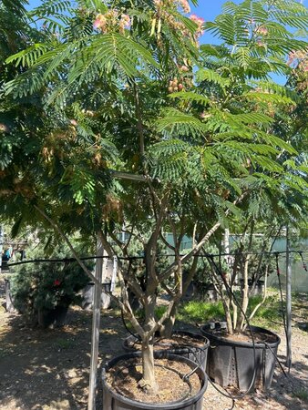 Albizia julibrissin 300-350 cm draadkluit meerstammig - afbeelding 3