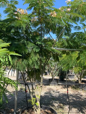 Albizia julibrissin 300-350 cm draadkluit meerstammig - afbeelding 4
