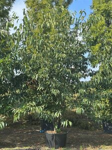 Alnus spaethii 300-350 cm cont. 130L meerstammig