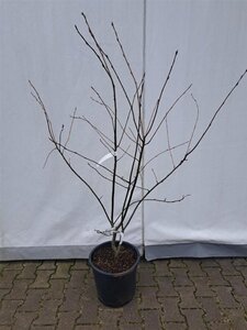Amelanchier 'Ballerina' 125-150 cm cont. 25L meerstammig