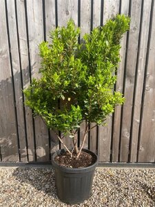 Arbutus unedo 125-150 cm cont. 70L meerstammig solitair