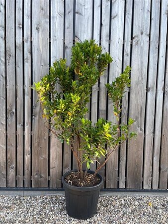 Arbutus unedo 150-175 cm cont. 70L meerstammig solitair