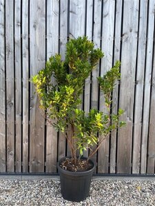 Arbutus unedo 150-175 cm cont. 70L meerstammig solitair
