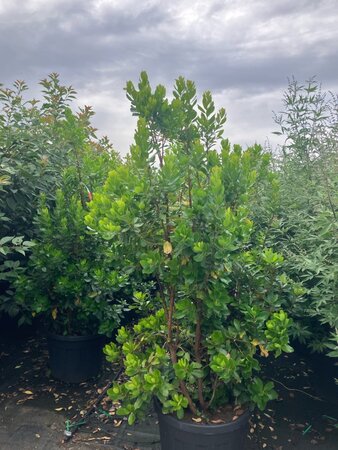 Arbutus unedo 175-200 cm cont. 95L meerstammig