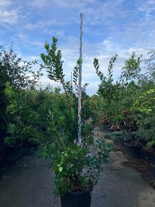 Arbutus unedo 175-200 cm cont. 95L meerstammig