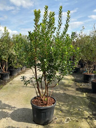 Arbutus unedo 175-200 cm cont. 95L meerstammig - afbeelding 2