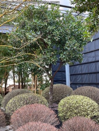 Arbutus unedo 300-350 cm WRB multi-stem - image 1