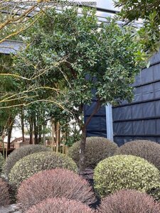 Arbutus unedo 300-350 cm WRB multi-stem