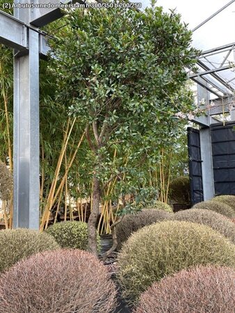 Arbutus unedo 300-350 cm WRB multi-stem - image 2