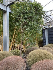 Arbutus unedo 300-350 cm WRB multi-stem - image 2