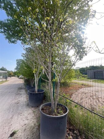 Asimina triloba 250-300 cm container meerstammig