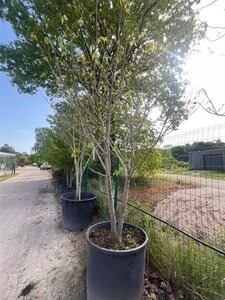 Asimina triloba 250-300 cm container meerstammig