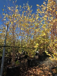Betula nigra 200-250 cm cont. 50L multi-stem