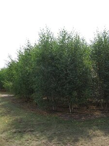 Betula papyrifera 550-600 cm draadkluit meerstammig