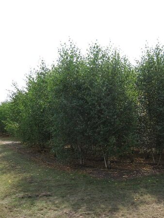 Betula papyrifera 550-600 cm WRB multi-stem