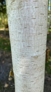 Betula pendula=verrucosa=alba 450-500 cm WRB multi-stem