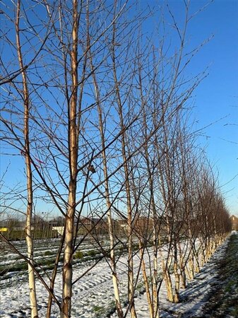 Betula pendula=verrucosa=alba 450-500 cm WRB multi-stem - image 2