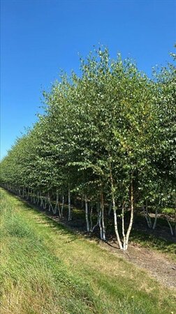 Betula pendula=verrucosa=alba 450-500 cm WRB multi-stem - image 3