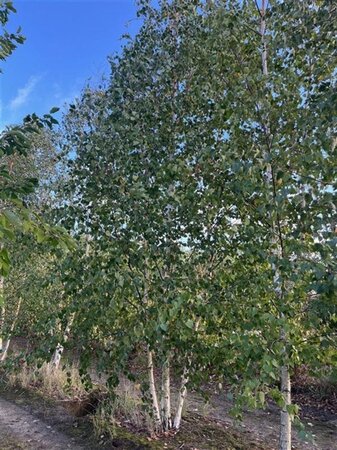 Betula pendula=verrucosa=alba 500-600 cm draadkluit meerstammig