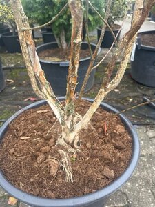 Betula utilis 'Doorenbos' 225-250 cm container meerstammig - afbeelding 1
