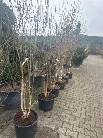 Betula utilis 'Doorenbos' 225-250 cm container meerstammig - afbeelding 2