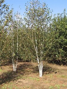 Betula utilis 'Doorenbos' 550-600 cm draadkluit meerstammig