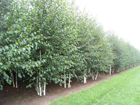 Betula utilis 'Doorenbos' 550-600 cm draadkluit meerstammig - afbeelding 2