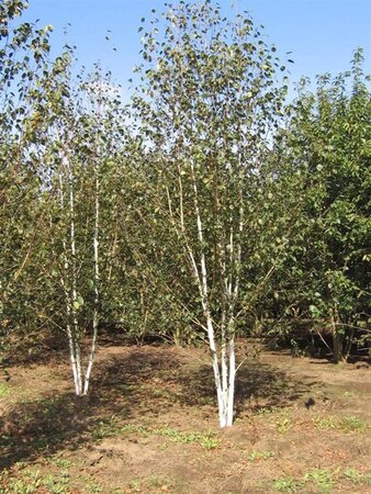 Betula utilis 'Doorenbos' 550-600 cm WRB multi-stem - image 1