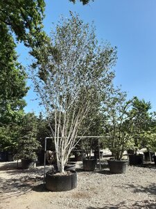 Betula utilis 'Doorenbos' 600-700 cm draadkluit meerstammig