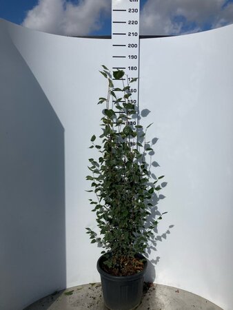 Betula utilis jacquemontii (= Doorenbos) 150-175 cm cont. 45L meerstammig