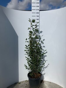 Betula utilis jacquemontii (= Doorenbos) 150-175 cm cont. 45L meerstammig