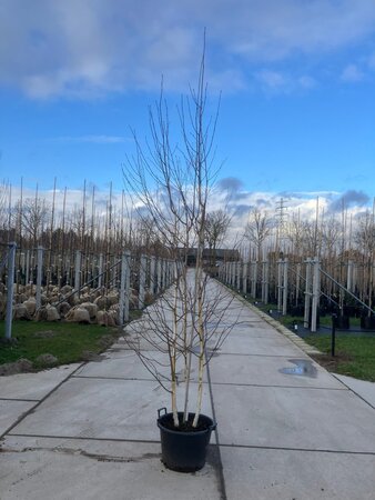 Betula utilis jacquemontii (= Doorenbos) 250-300 cm cont. 40L meerstammig solitair - afbeelding 1