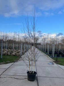 Betula utilis jacquemontii (= Doorenbos) 250-300 cm cont. 40L meerstammig solitair - afbeelding 1