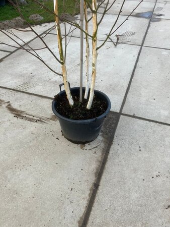 Betula utilis jacquemontii (= Doorenbos) 250-300 cm cont. 40L meerstammig solitair - afbeelding 2