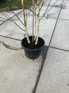 Betula utilis jacquemontii (= Doorenbos) 250-300 cm cont. 40L meerstammig solitair - afbeelding 2