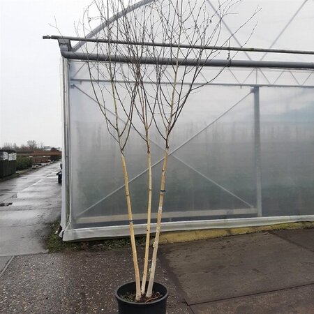 Betula utilis jacquemontii (= Doorenbos) 250-300 cm cont. 40L multi-stem Single
