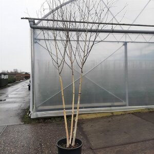 Betula utilis jacquemontii (= Doorenbos) 250-300 cm cont. 40L multi-stem Single