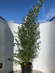 Betula utilis jacquemontii (= Doorenbos) 250-300 cm cont. 70L meerstammig 3 stam