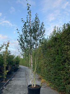 Betula utilis jacquemontii (= Doorenbos) 300-350 cm cont. 110L meerstammig