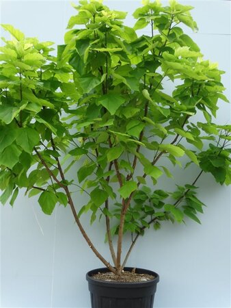 Catalpa bignonioides 'Aurea' 250-300 cm cont. 130L meerstammig