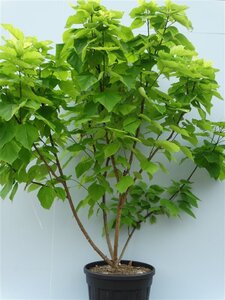 Catalpa bignonioides 'Aurea' 250-300 cm cont. 130L meerstammig
