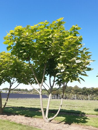 Catalpa bignonioides 'Aurea' 300-350 cm draadkluit meerstammig - afbeelding 3