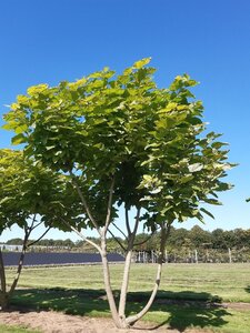 Catalpa bignonioides 'Aurea' 300-350 cm draadkluit meerstammig - afbeelding 2